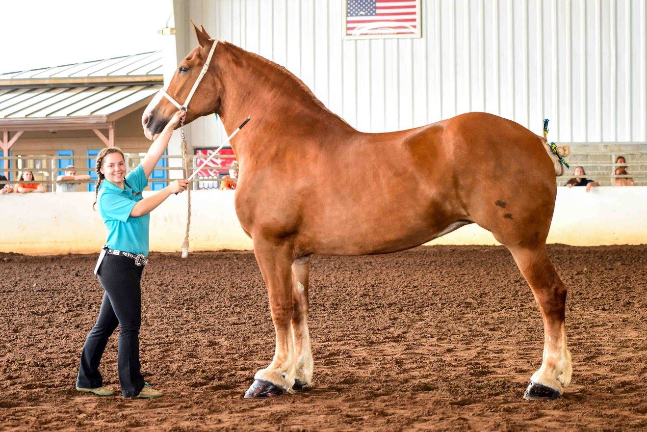 National Fair Draft Horse Show Draft Horse Association