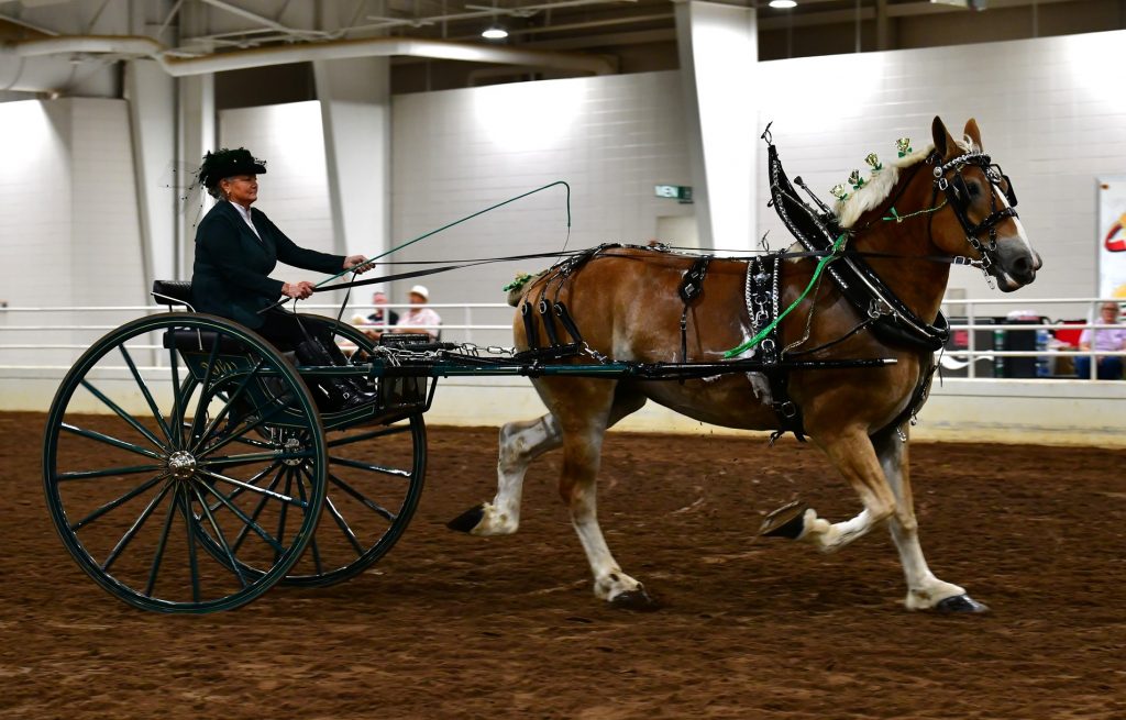 National Fair Draft Horse Show Draft Horse Association