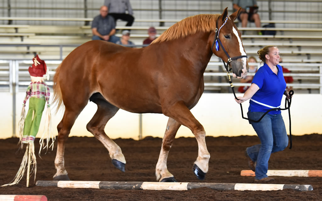 Draft Horse Association